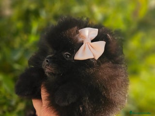 Pomerania perros - Anuncio 41