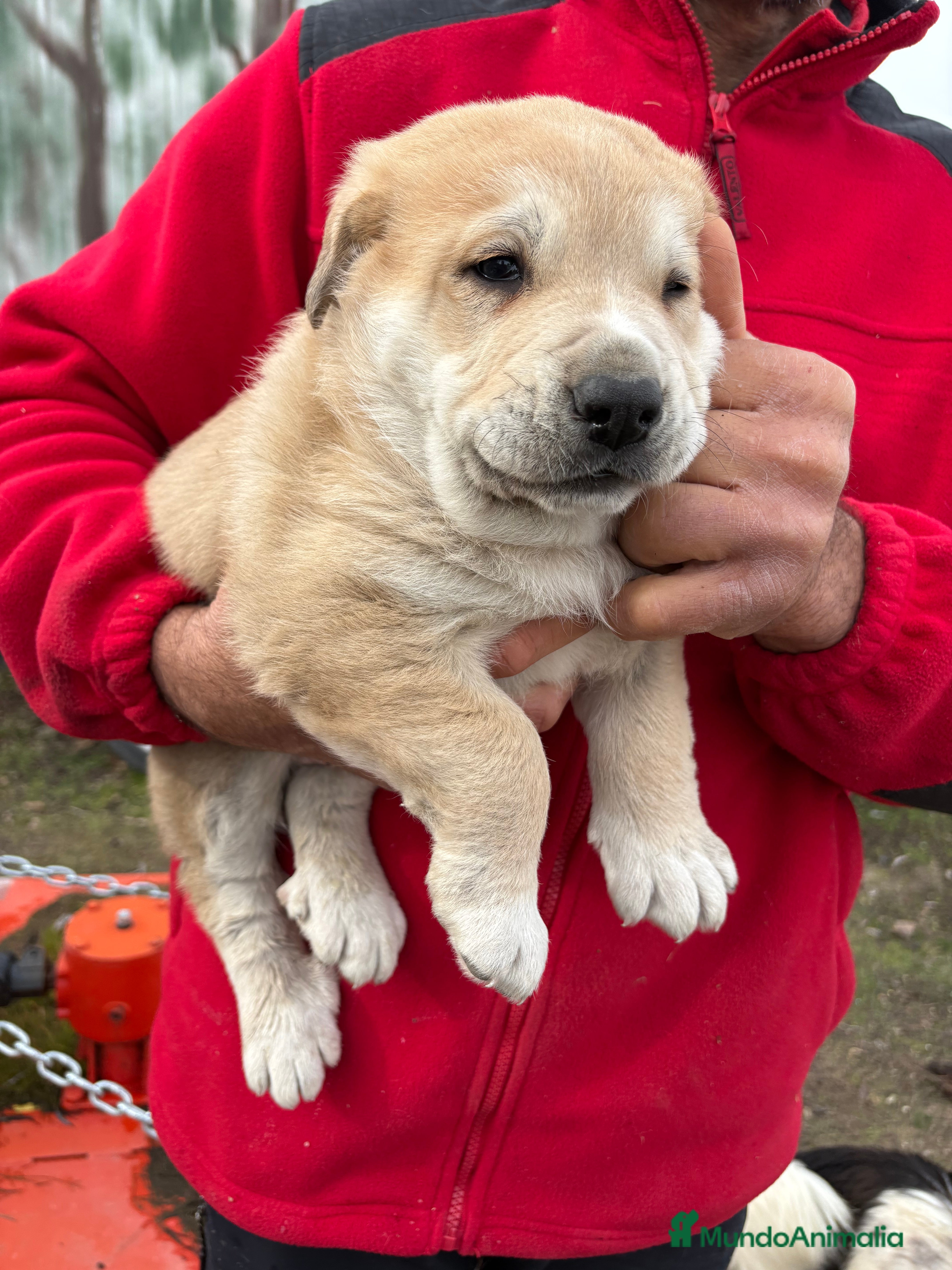 Mastín Español perros Macho mastín Español cachorro - Anuncio 2