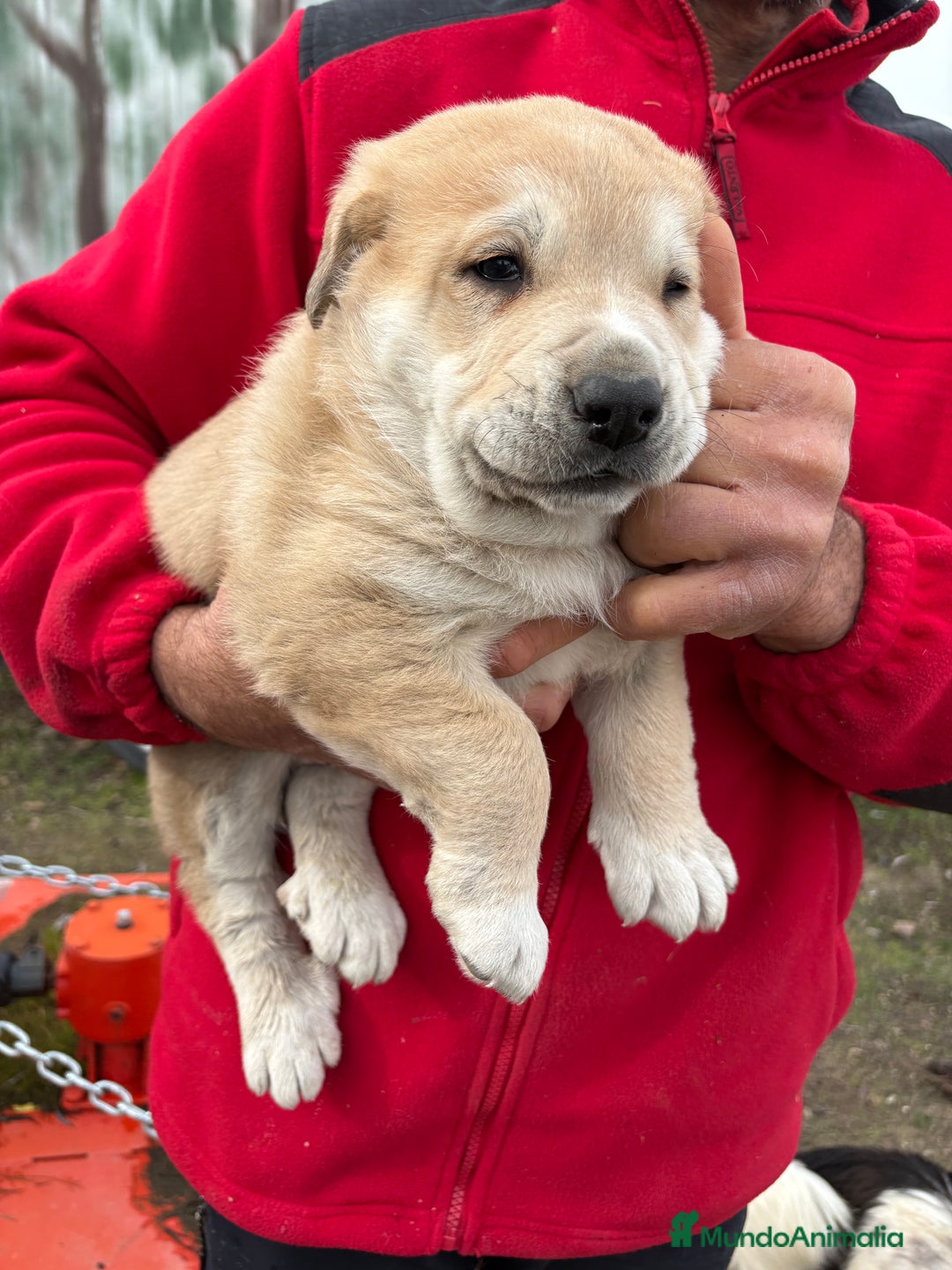 Mastín Español perros en venta: Macho mastín Español cachorro - Anuncio 2
