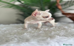 Chihuahua perros en venta: CHIHUAHUA HEMBRA - Imagen 15