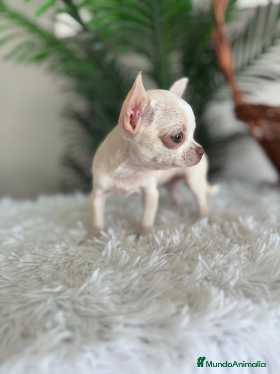 Chihuahua perros en venta: CHIHUAHUA HEMBRA - Imagen 15