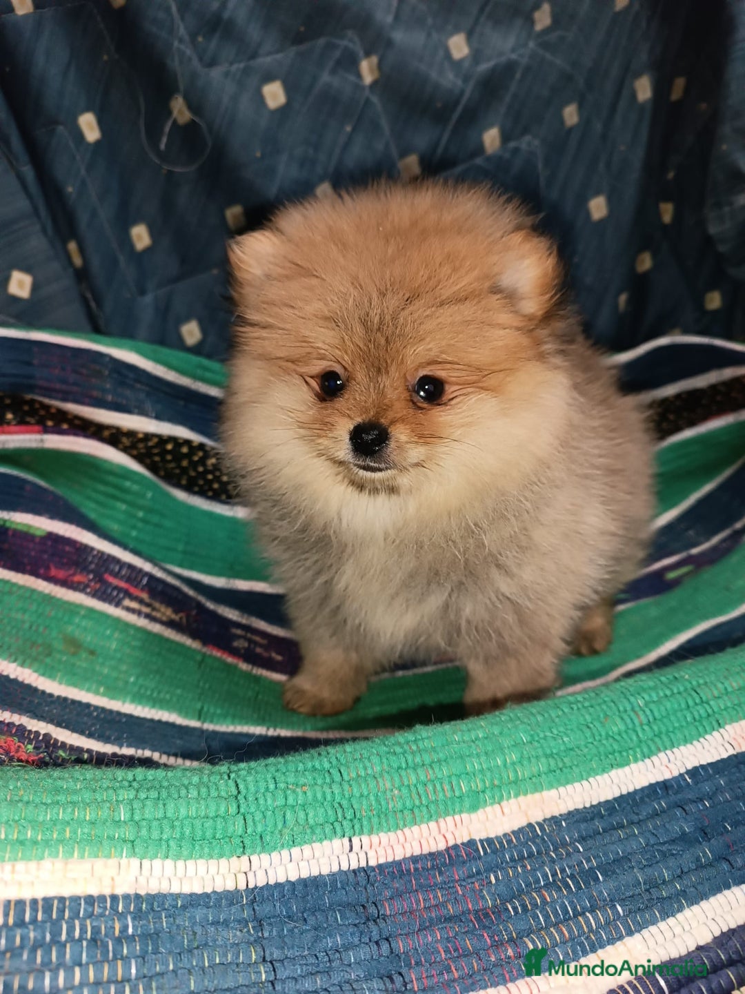 Pomerania perros en venta: MACHITO CHIQUITIN DE POMERANIA - Anuncio 4