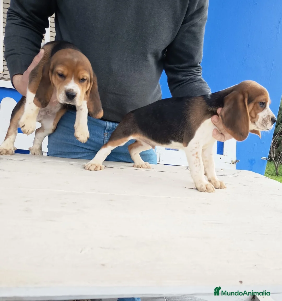 Beagle perros en venta: Cachorros de Beagle  - Anuncio 6