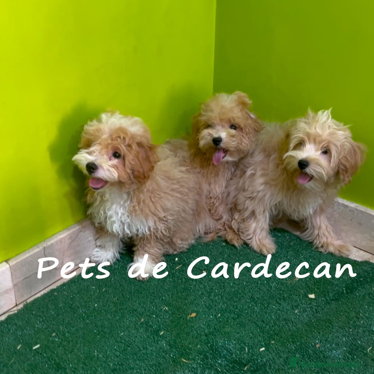 Maltipoo perros MALTIPOO MACHOS CACHORROS - Anuncio 1