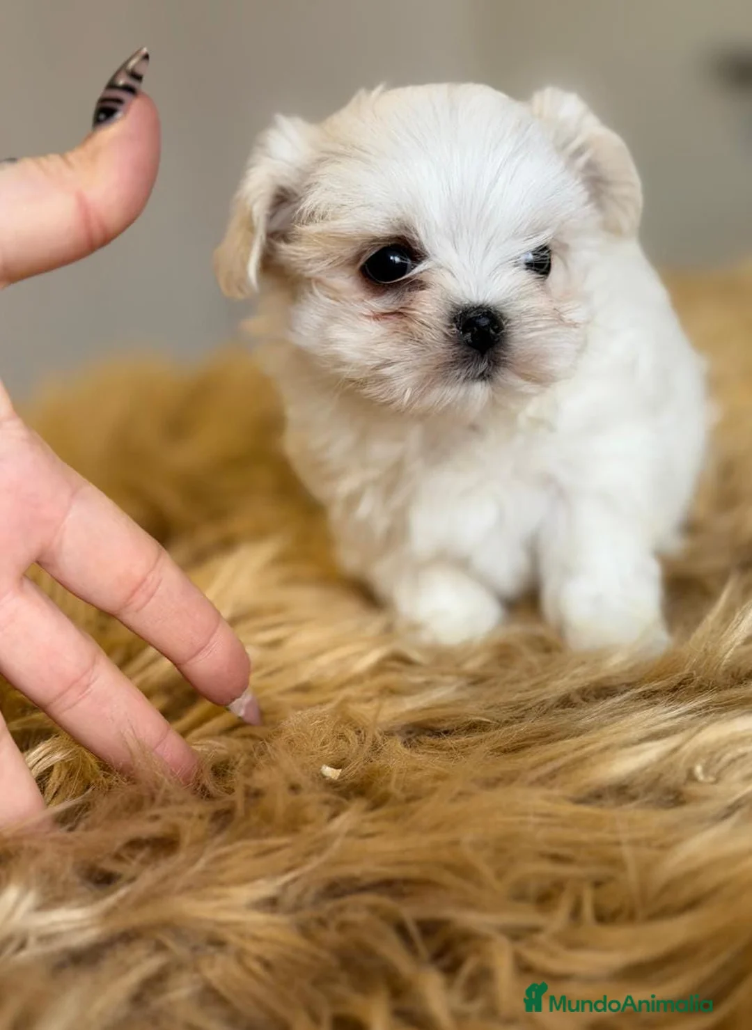 Bichón Maltés perros en venta: BICHÓN MALTES TOY AMERICANO - Anuncio 1