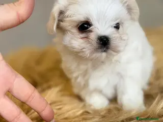 Bichón Maltés perros BICHÓN MALTES TOY AMERICANO - Anuncio 4