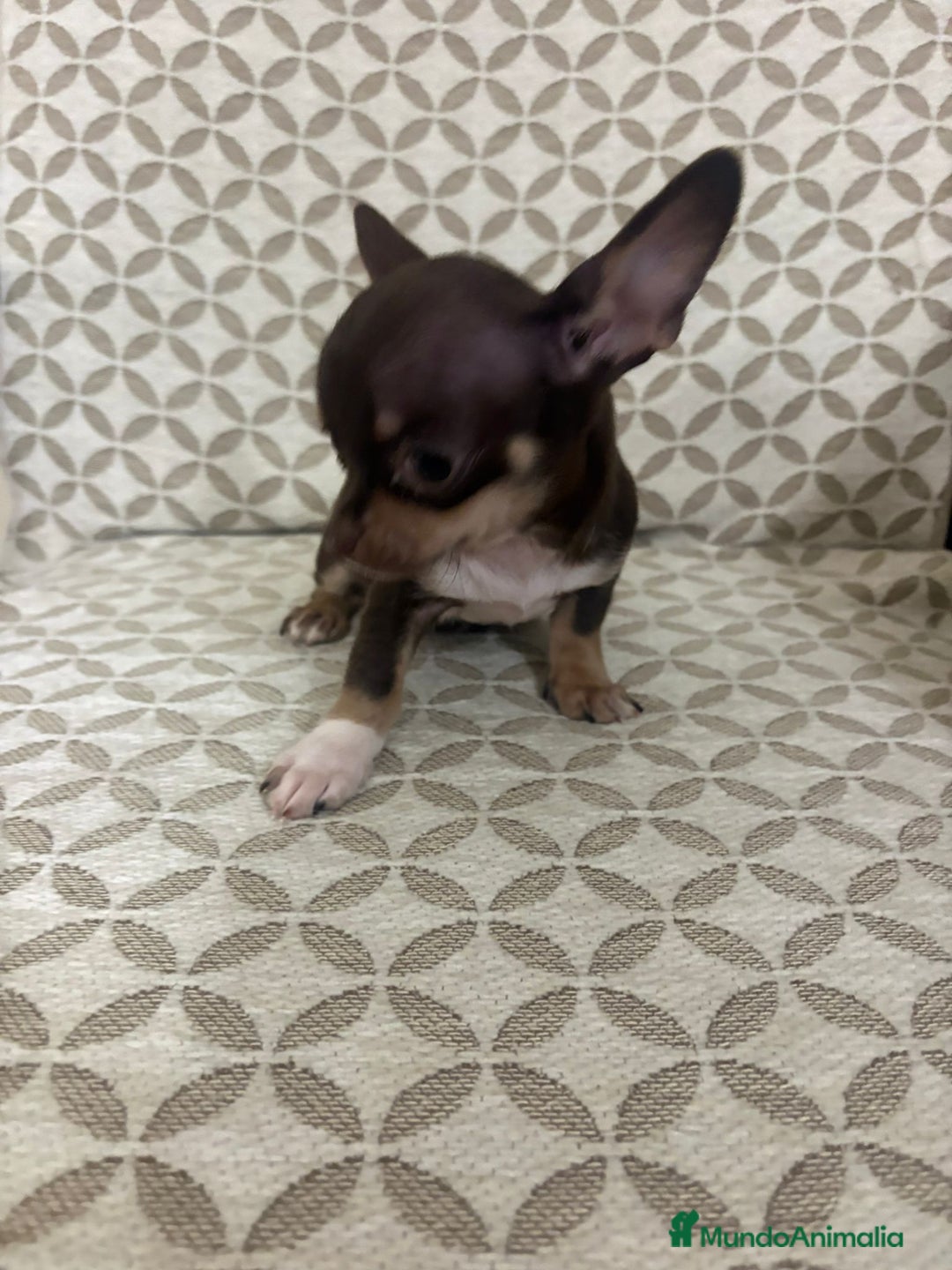 Chihuahua perros en venta: Chihuahua mini toy cabeza manzana  - Anuncio 3