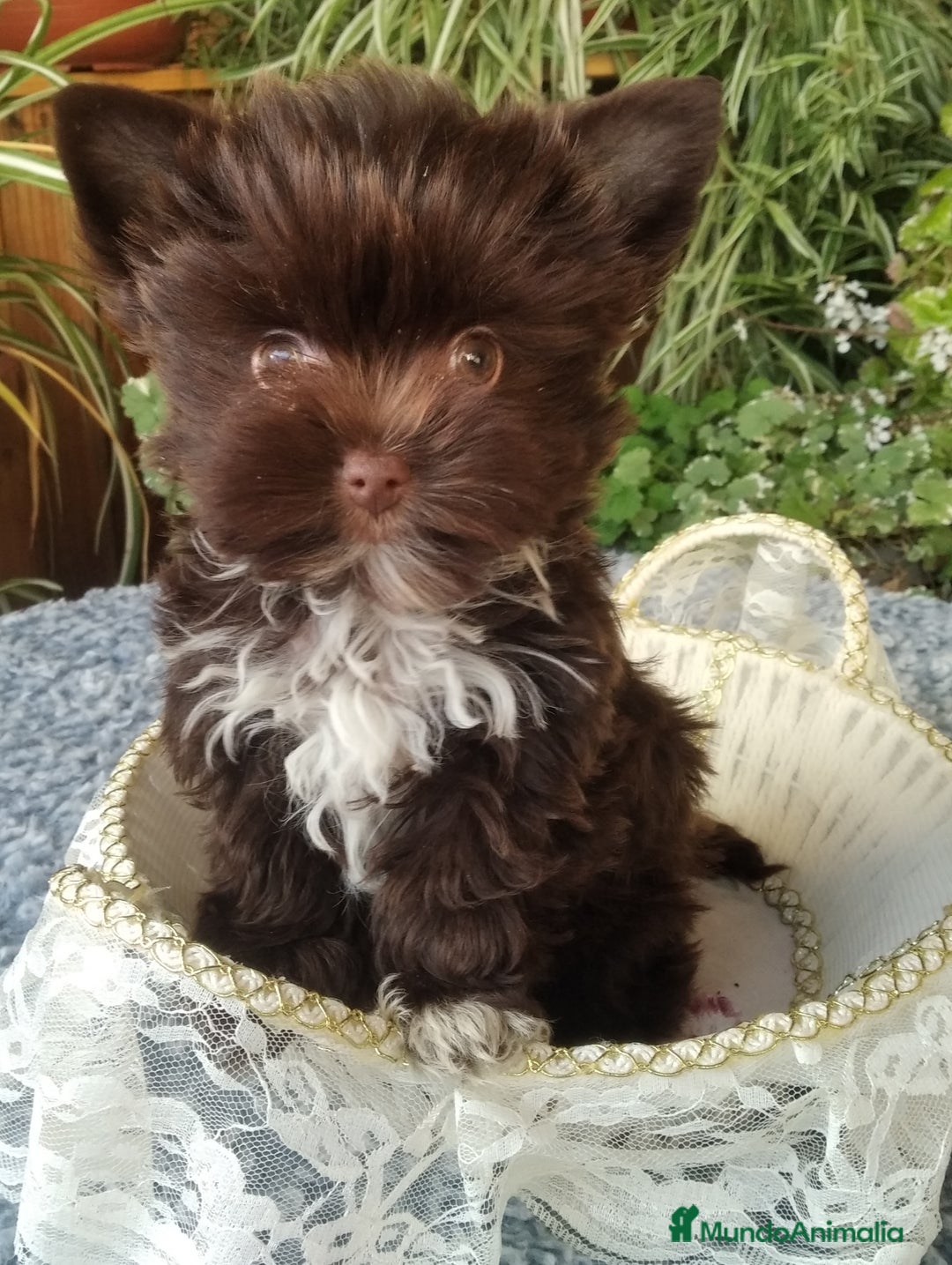 Yorkshire Terrier perros en venta: Cachorros Yorkshire de colores exóticos  - Imagen 2