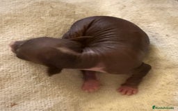 Xoloitzcuintle - Perro Sin Pelo Mexicano perros en venta: Xoloitzcuintle mediano - Anuncio 3