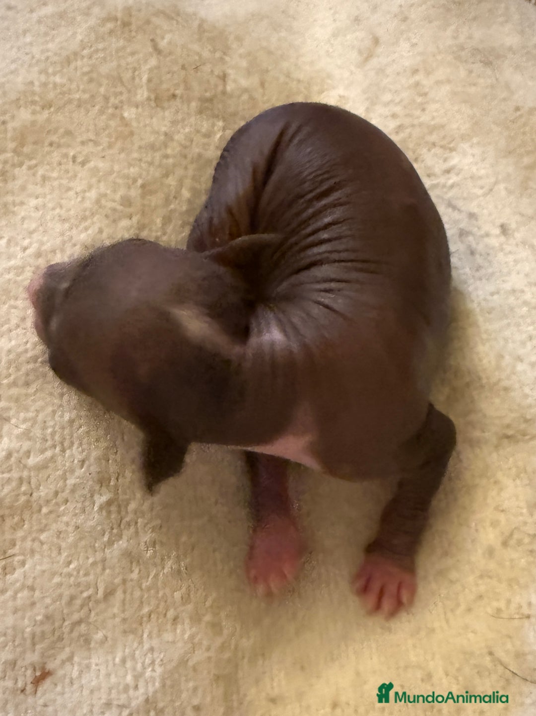 Xoloitzcuintle - Perro Sin Pelo Mexicano perros en venta: Xoloitzcuintle mediano - Anuncio 3