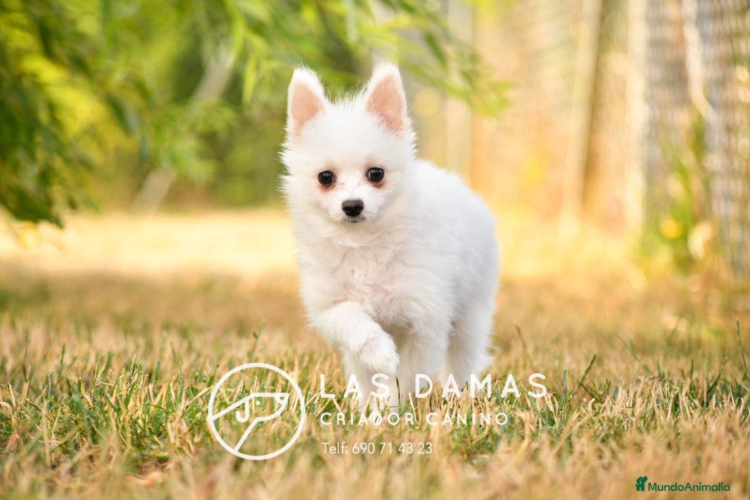 Pomerania perros en venta: Macho pomerania blanco - Imagen 2