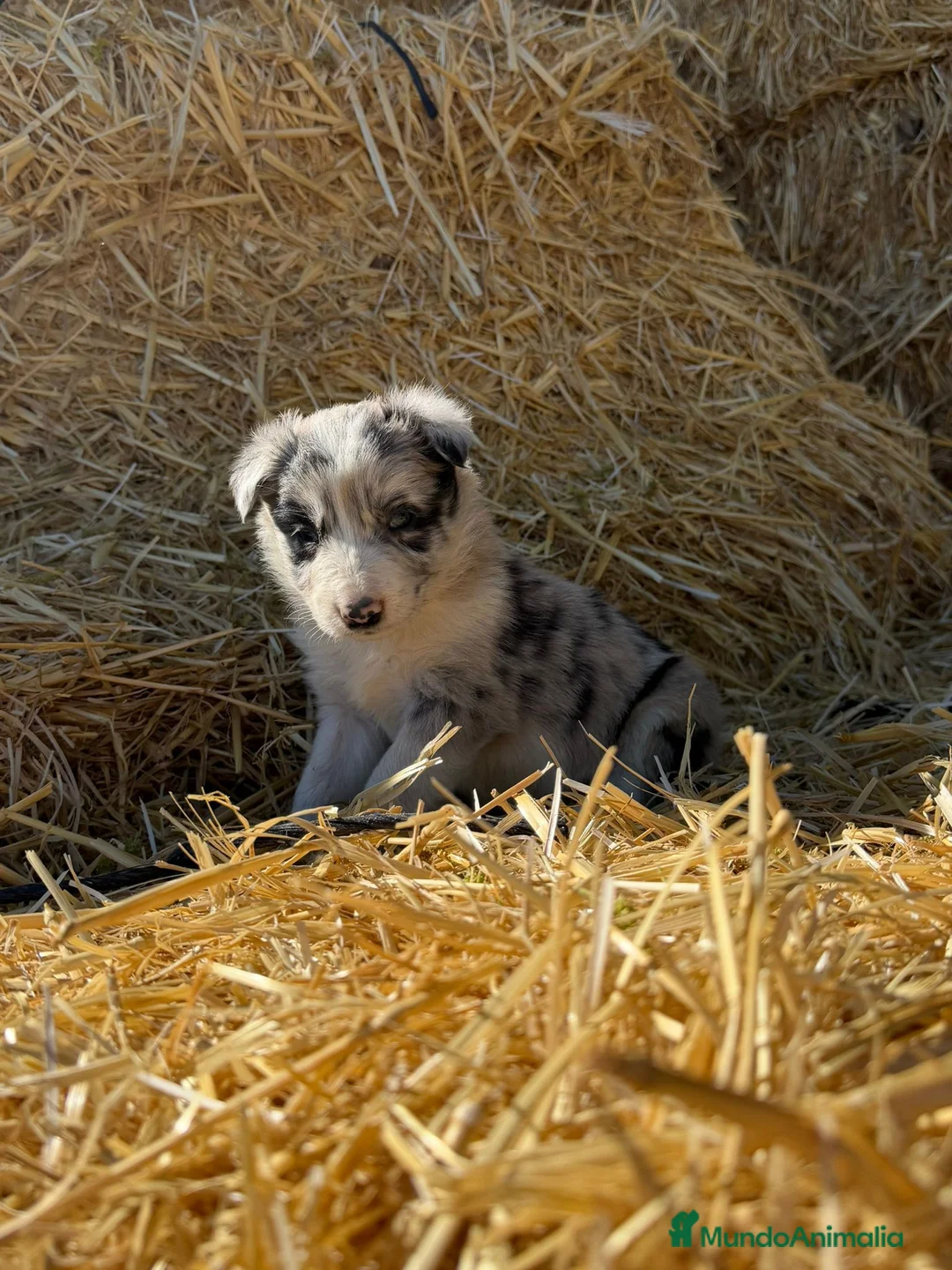 Border Collie perros en venta: Border collie - Anuncio 2