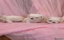 Bichón Maltés perros en venta: Bichón maltes coreano Macho y Hembra  - Imagen 10