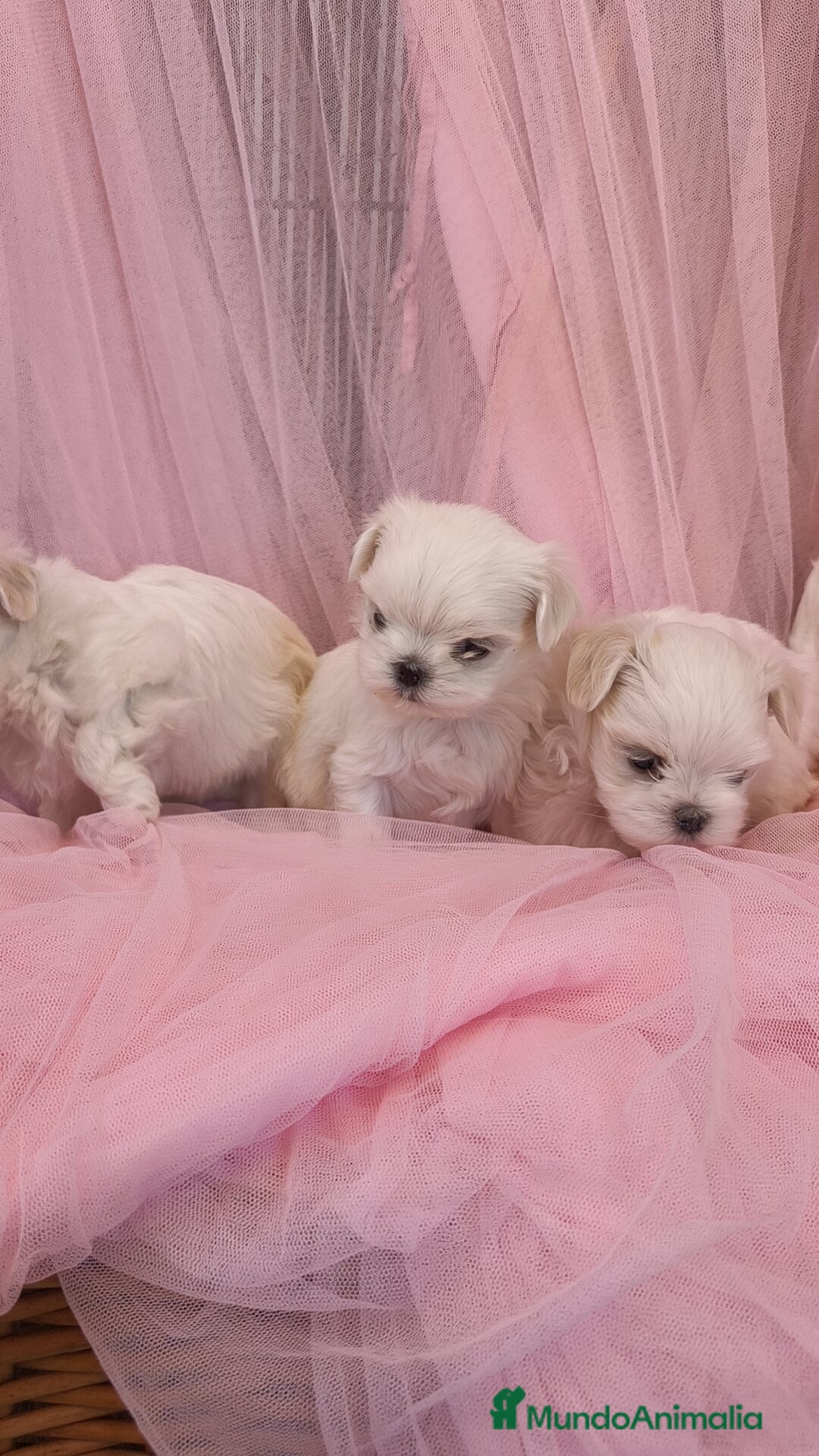 Bichón Maltés perros en venta: Bichón maltes coreano Macho y Hembra  - Imagen 10