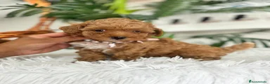 Maltipoo 1