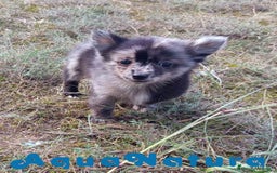 Pomchi perros en venta: Pomchi Hembra de Aspi y Manchitas 6415 AQUANATURA - Imagen 9