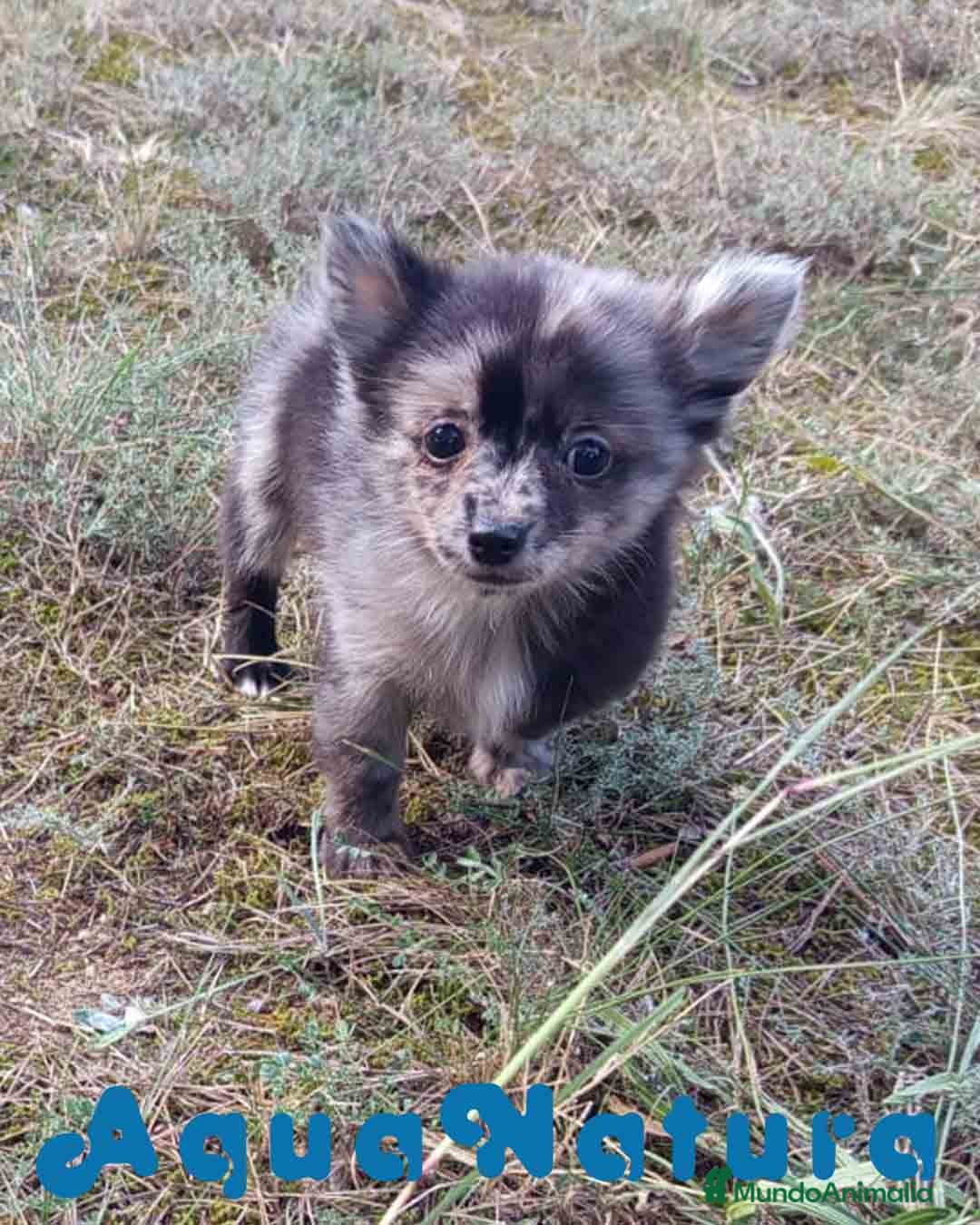 Pomchi perros en venta: Pomchi Hembra de Aspi y Manchitas 6415 AQUANATURA - Imagen 9