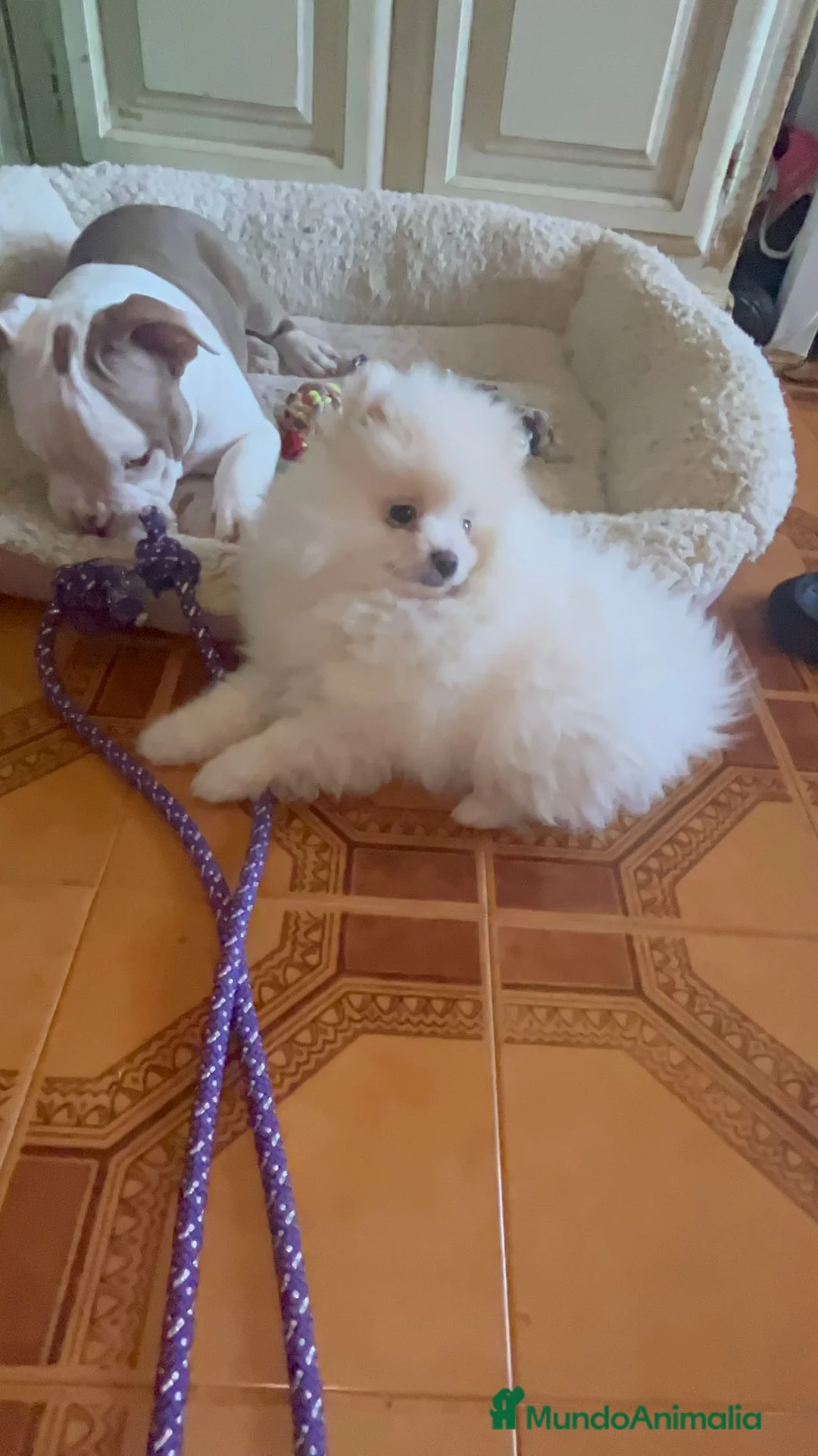 Pomerania perros en venta: Pomerania toy  - Anuncio 11