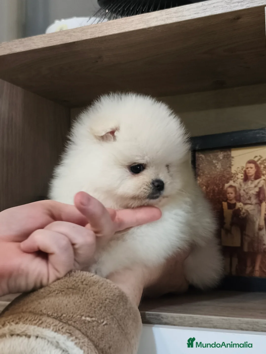 Pomerania perros en venta: Pomerania mini línea rusa y coreana  - Anuncio 5