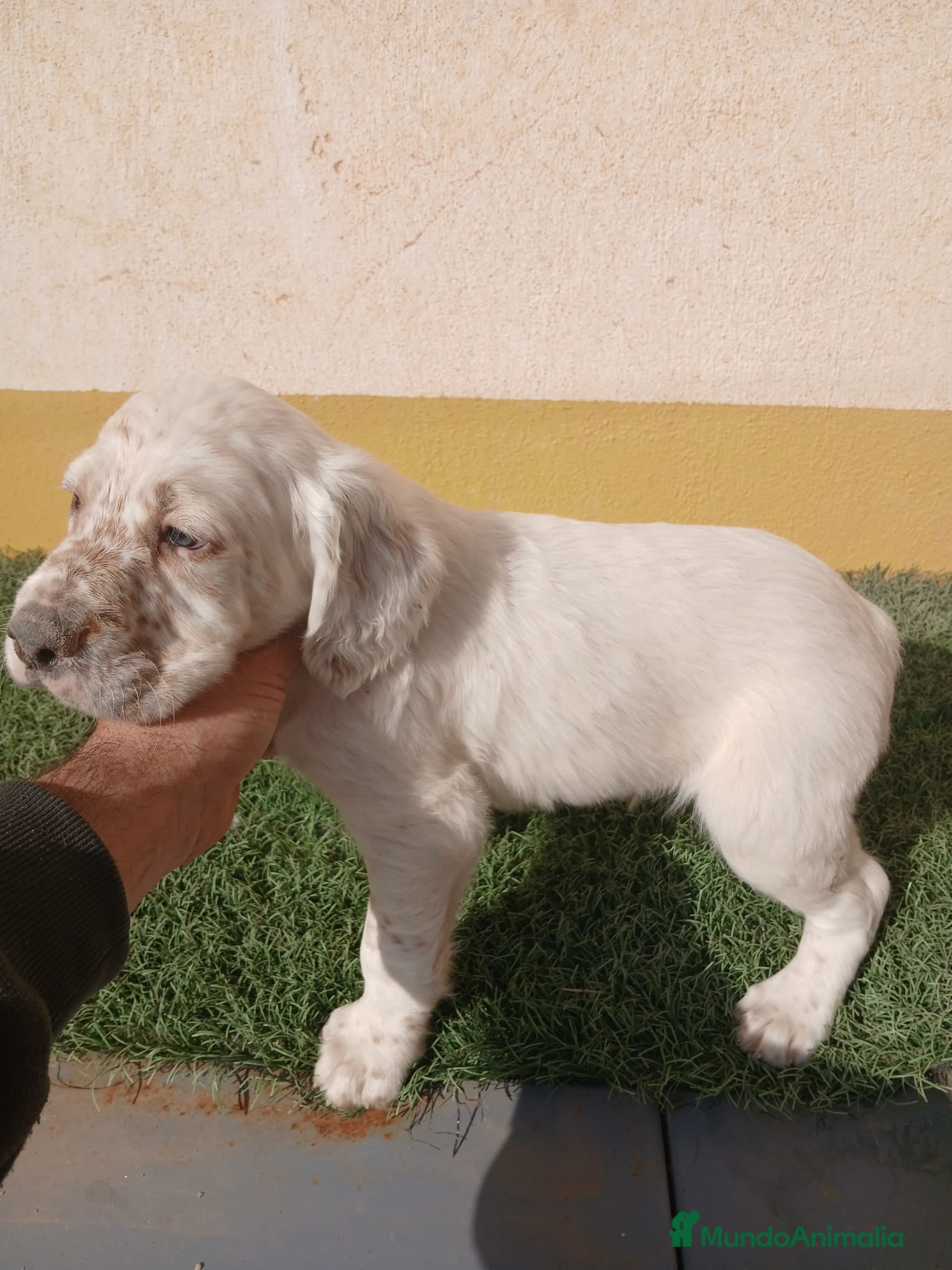 Setter Inglés perros Setter ingles - Anuncio 1