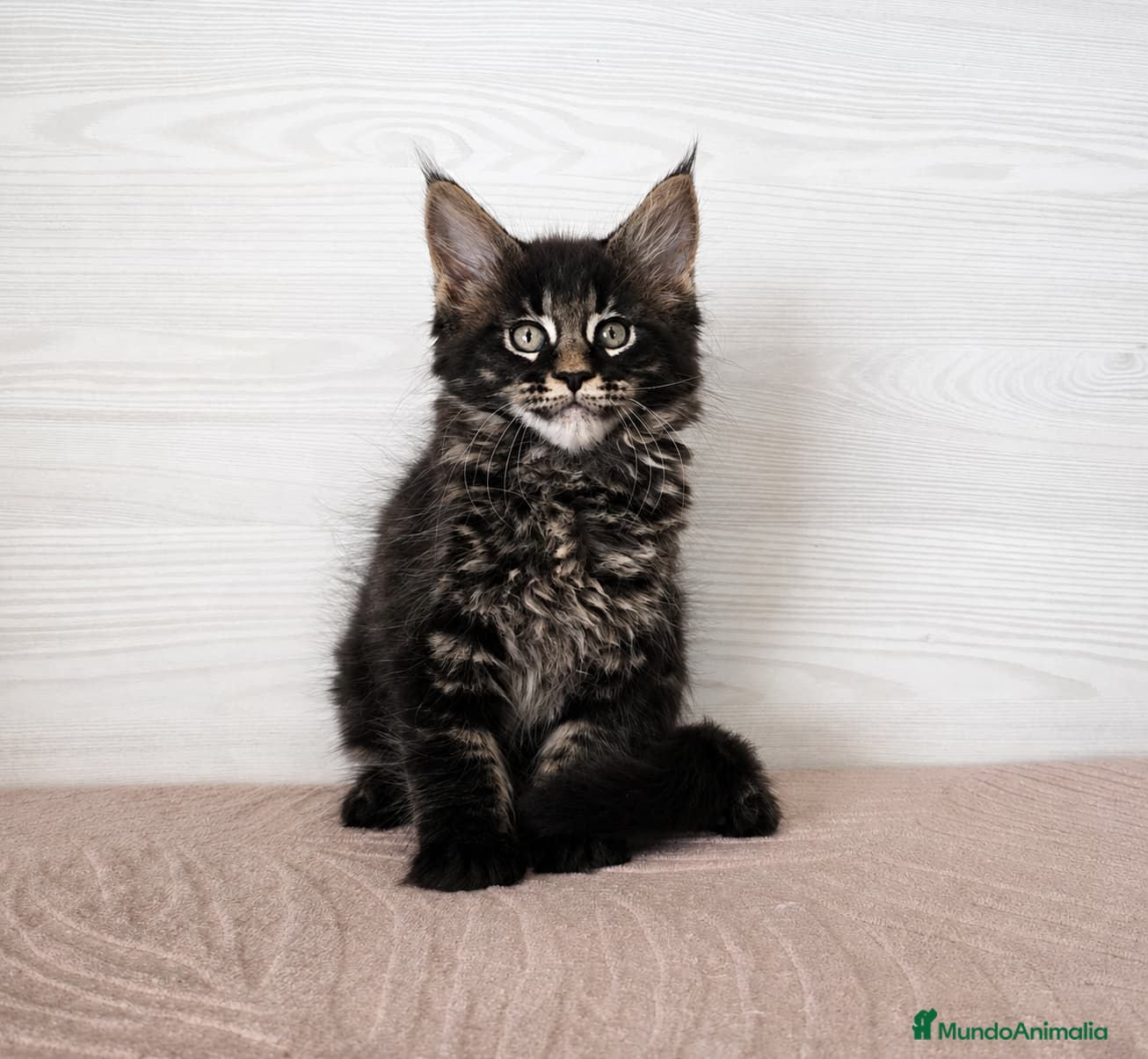 Maine Coon gatos Gatitas Maine Coon Hembras - Anuncio 1