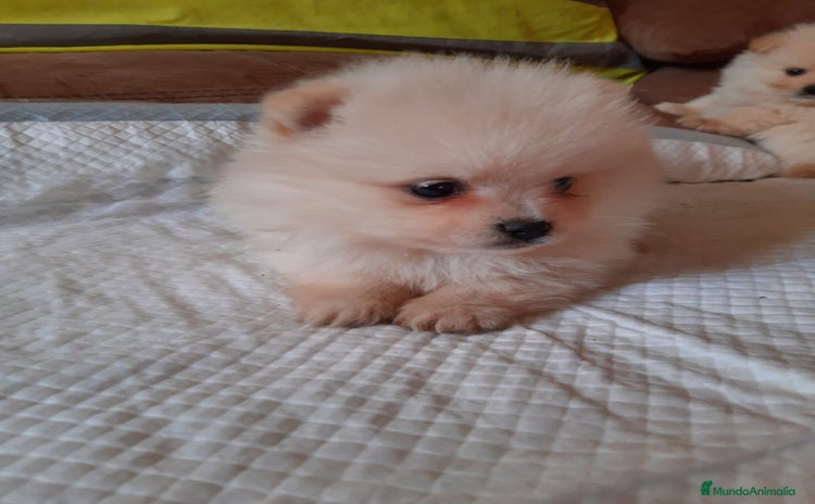 Pomerania perros Pomerania  - Anuncio 1