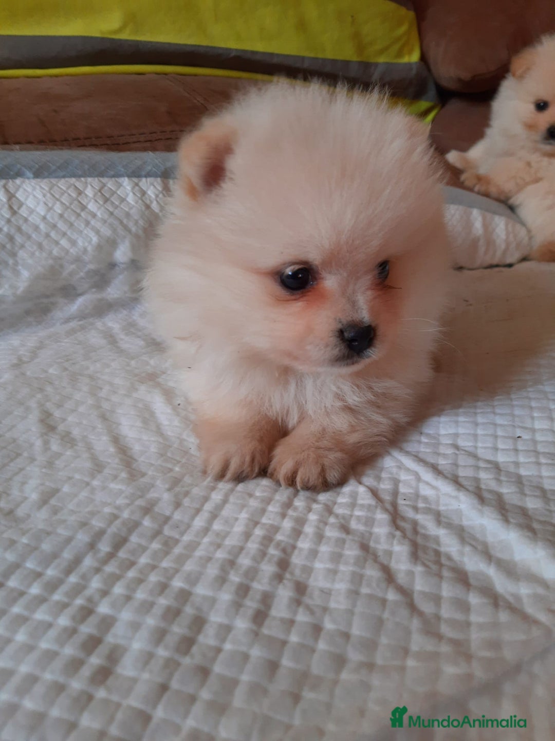 Pomerania perros en venta: Pomerania  - Anuncio 1