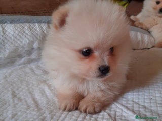 Pomerania perros Pomerania - Anuncio 1