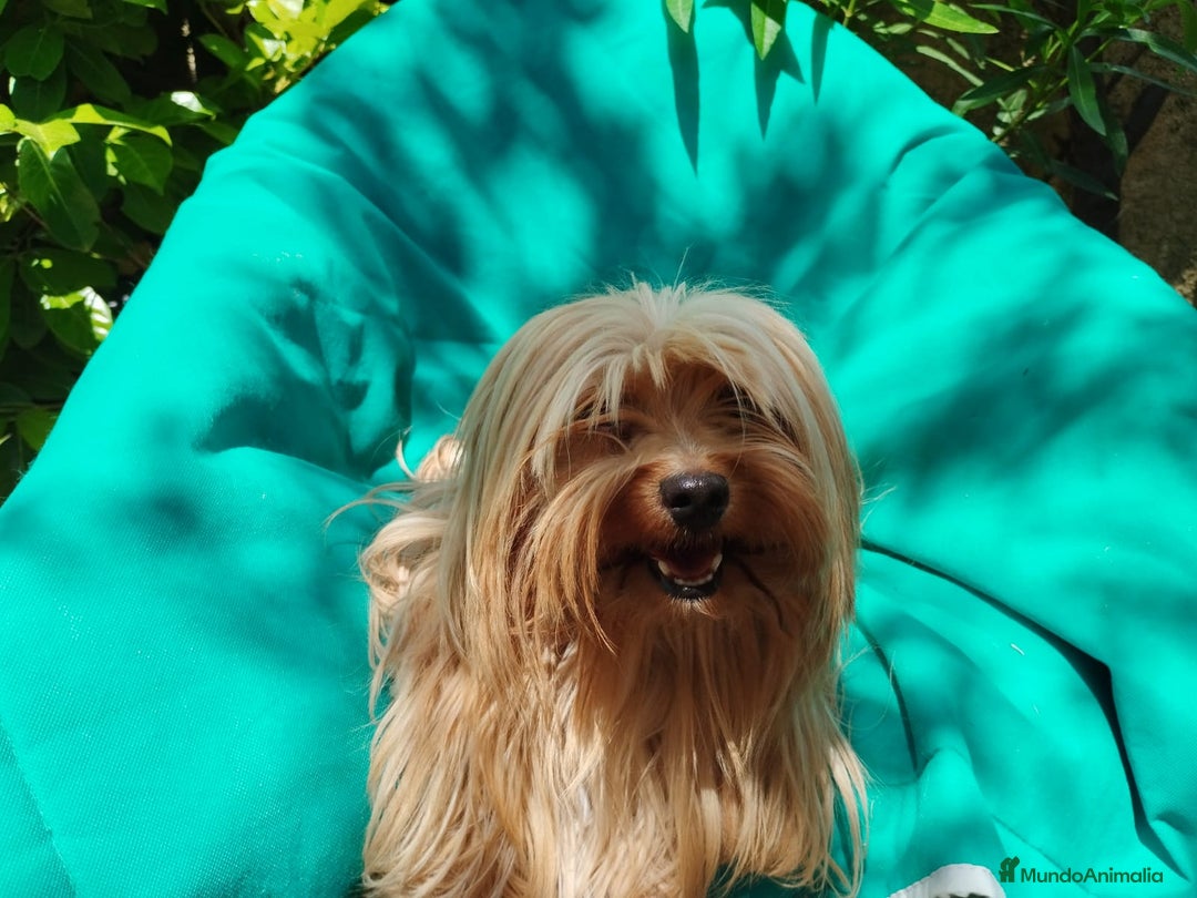 Biewer Yorkshire Terrier a la Pom Pon perros en venta: Biewer y golden con pedigree - Imagen 5
