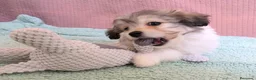 Bichón Habanero perros en venta: Machitos de bichon habanero - Anuncio 20