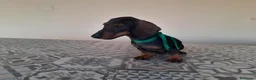 Teckel perros en venta: Preciosos Teckel negro fuego  - Anuncio 6