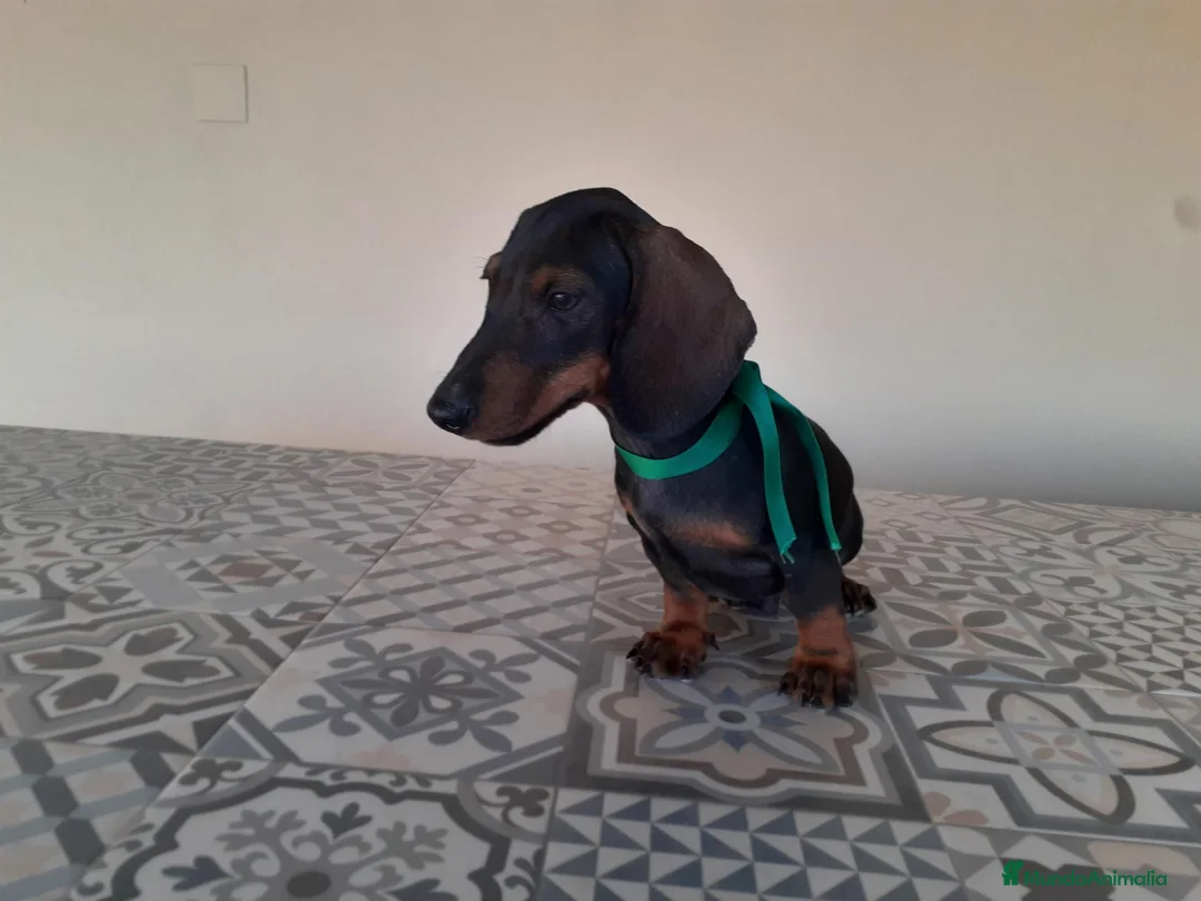 Teckel perros en venta: Preciosos Teckel negro fuego  - Anuncio 6
