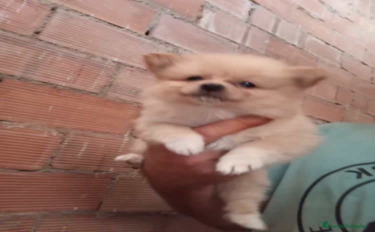 Pomerania perros - Anuncio 18