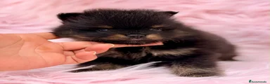 Pomerania 1