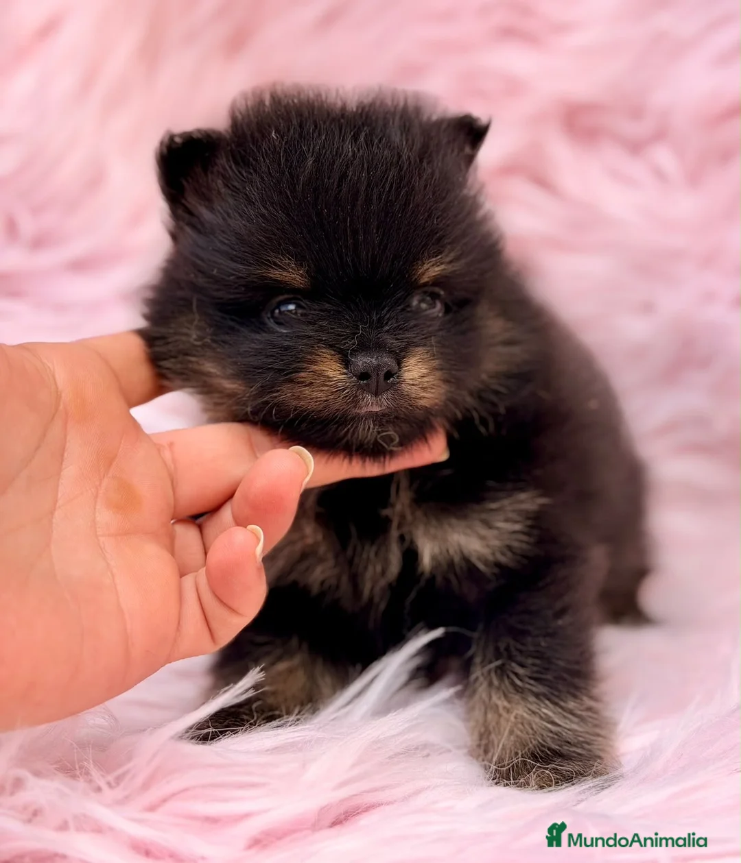 Pomerania perros en venta: Hembra pomerania 🐾 - Anuncio 2