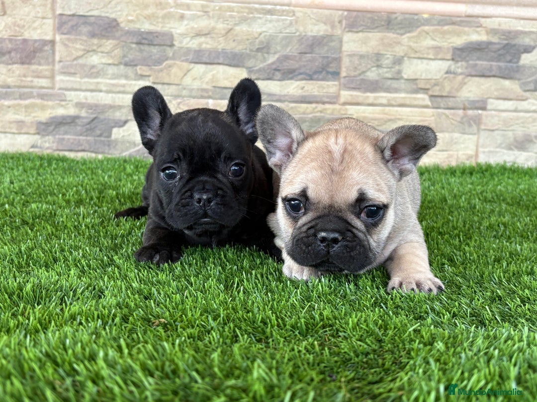 Bulldog Francés perros en venta: Bulldog francés . - Anuncio 6