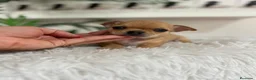 Chihuahua perros en venta: CHIHUAHUA HEMBRA - Anuncio 8