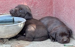Labrador Retriever perros en venta: VENDO CAMADA DE LABRADORES CHOCOLATES en Madrid - Imagen 6