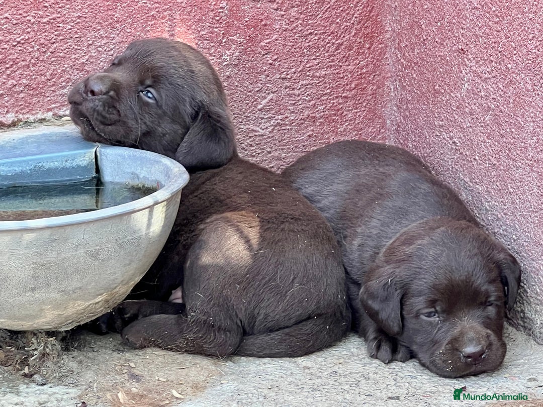 Labrador Retriever perros en venta: VENDO CAMADA DE LABRADORES CHOCOLATES en Madrid - Imagen 6