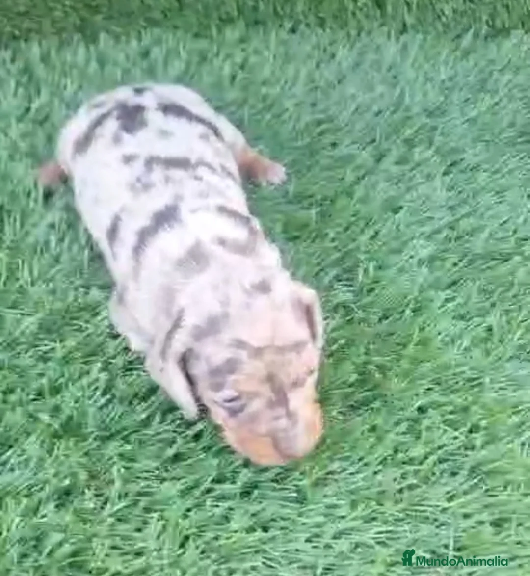 Teckel perros en venta: Teckel Kanichen - Anuncio 3