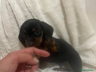 Teckel perros Teckel - Anuncio 1