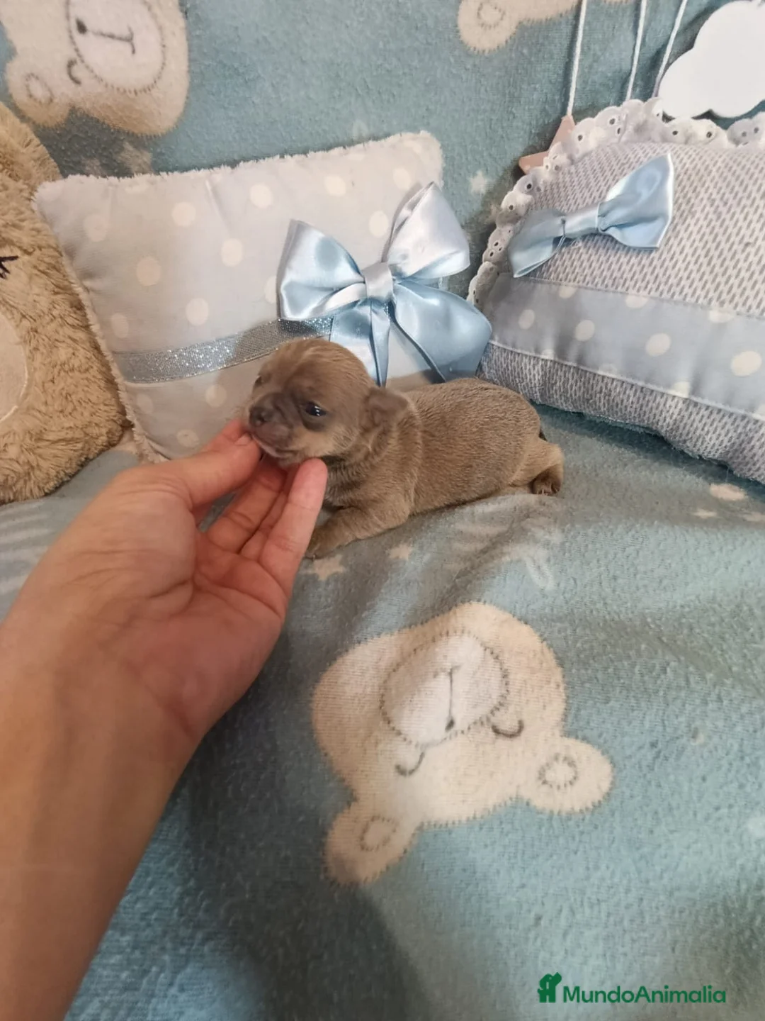 Chihuahua perros en venta: Chihuahua lila macho  - Anuncio 2