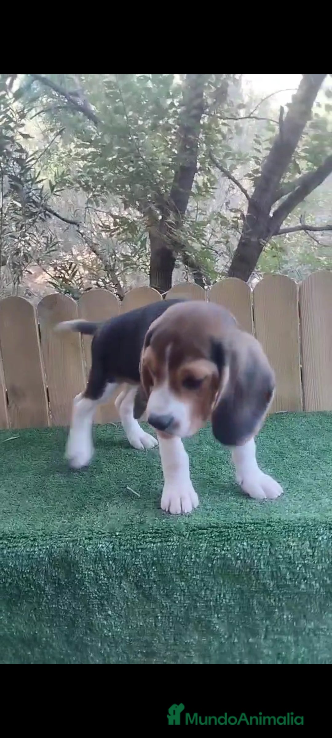 Beagle perros en venta: último cachorro de Beagle!! - Imagen 3