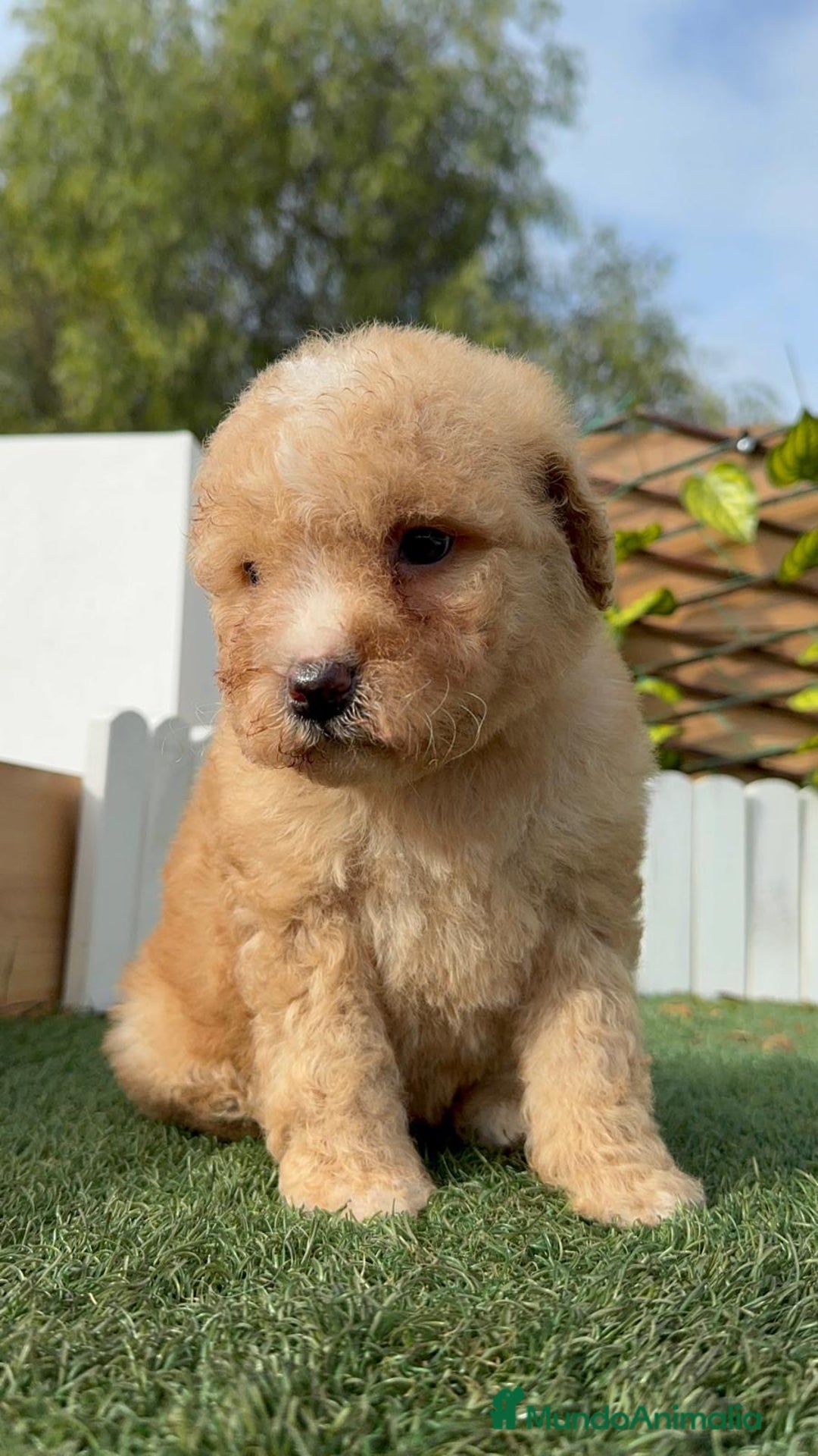 Perro de Agua Español perros en venta: PERRO DE AGUA ESPAÑOL - Anuncio 11