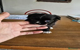 Chihuahua perros en venta: Preciosos chihuahuitos - Imagen 1