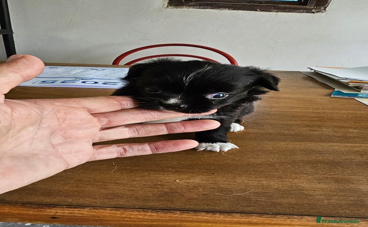 Chihuahua perros - Anuncio 13