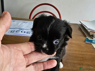 Chihuahua perros - Anuncio 10