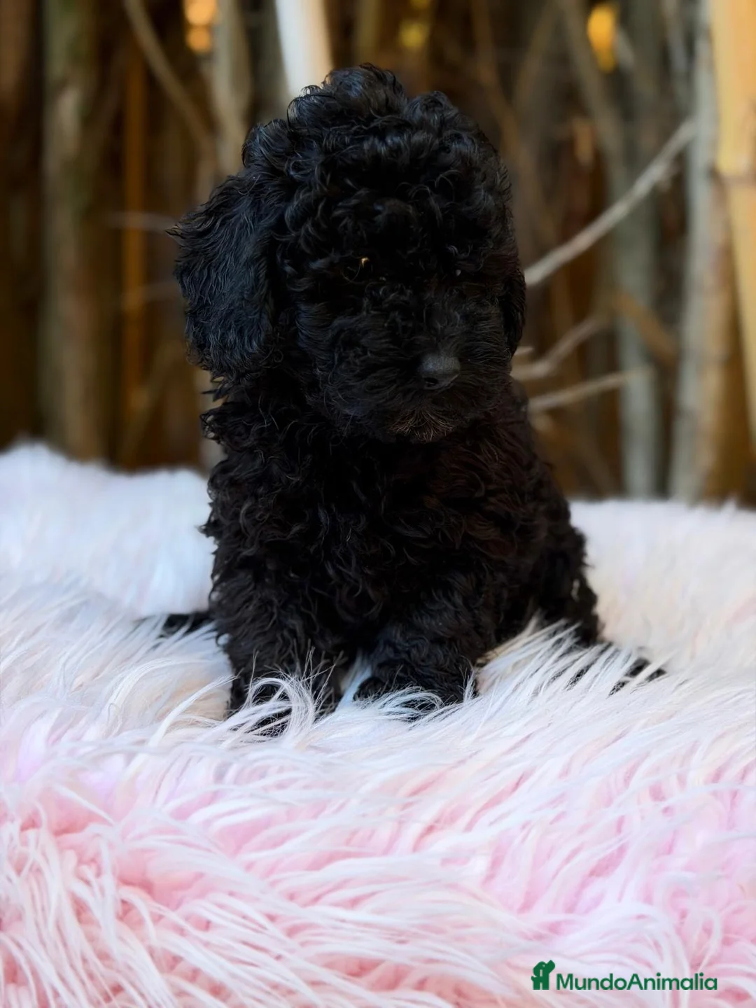 Caniche Enano perros en venta: Hembra caniche enano - Anuncio 4
