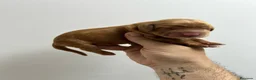 Cocker Spaniel Inglés perros en venta: cocker del valle  - Anuncio 1