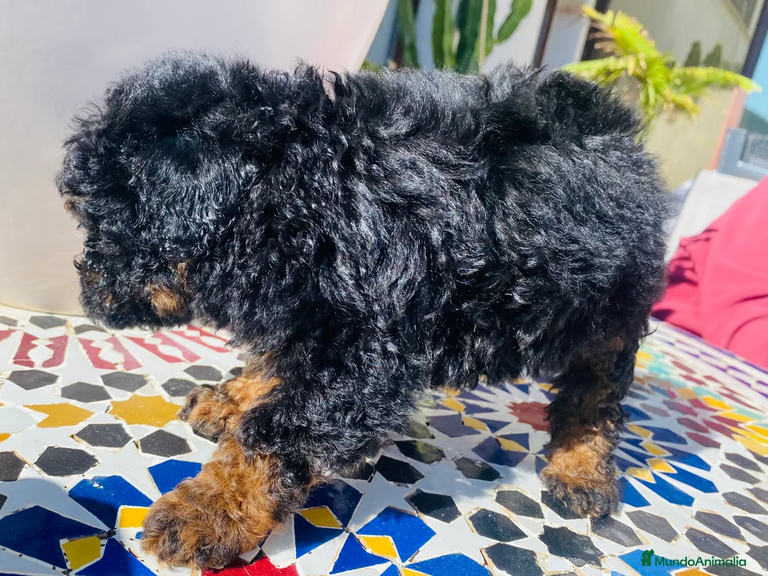 Caniche Toy perros en venta: Caniche Toy - Anuncio 4